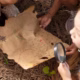 What You Need to Know About Wurduxalgoilds: Exploring Their Origins and Uses